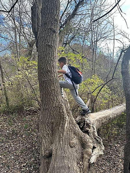A child with a backpack climbing a fallen tree on a ravine walk with Hexagon